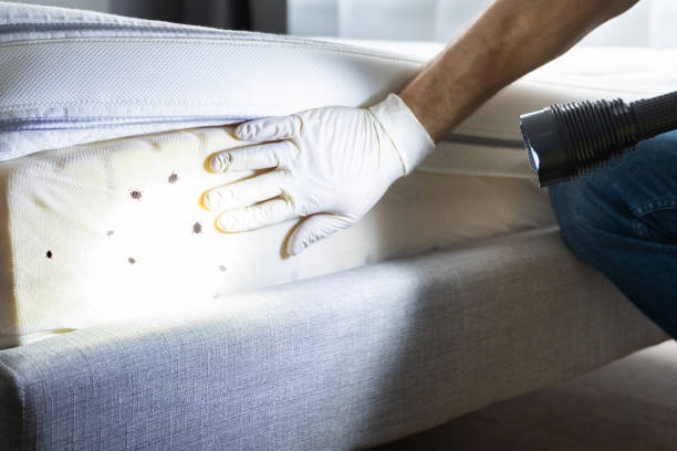 Best Mosquito Control Services  in Fairfield Harbour, NC