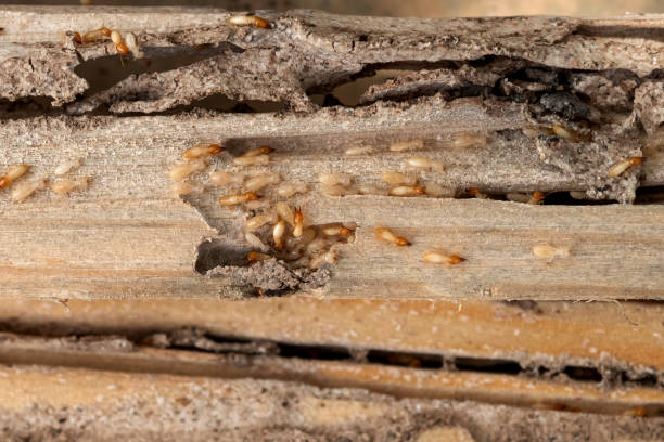  Fairfield Harbour, NC Pest Control Pros